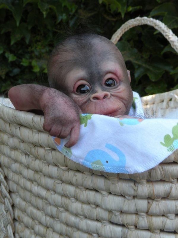 Singe Bindi sans corps avec 1 kg de billes de verre – Image 2