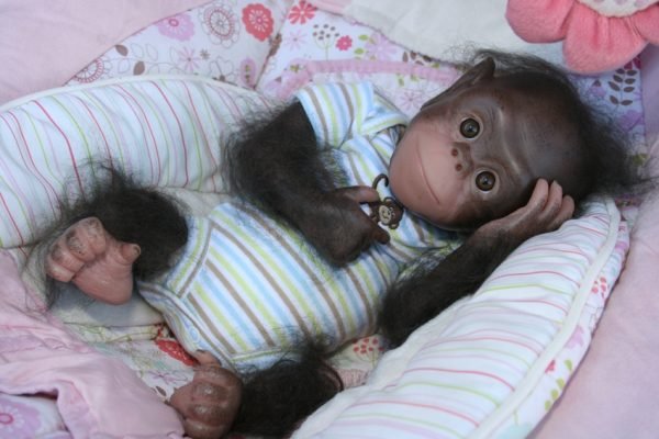 Chimpanzees Chaz déjà peint et cheveux poils implantés